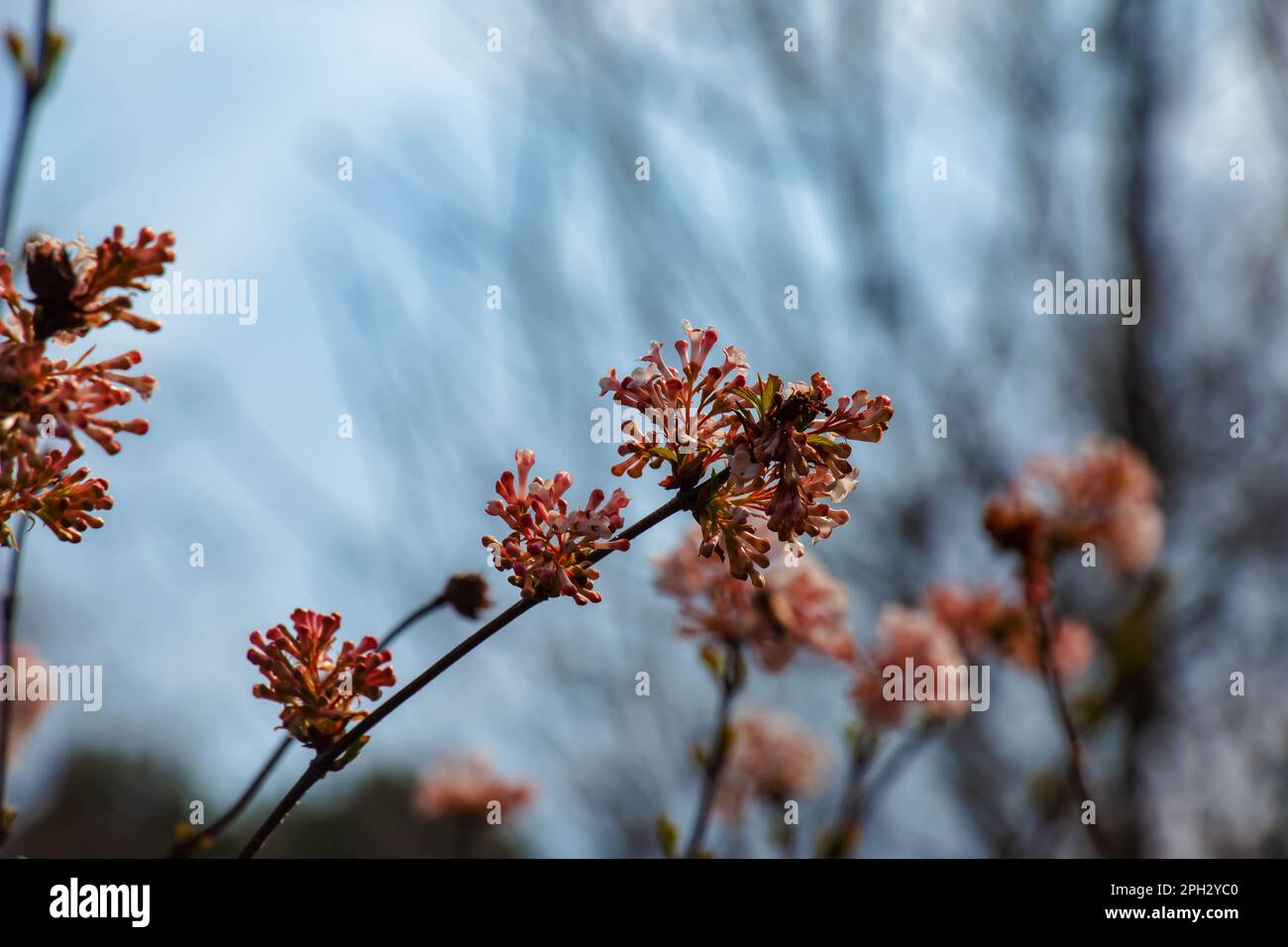 Groupe de fleurs blanches parfumées au viburnum et de bourgeons roses. Le viburnum farreri en gros plan fleurit dans un parc avec un arrière-plan flou. Banque D'Images