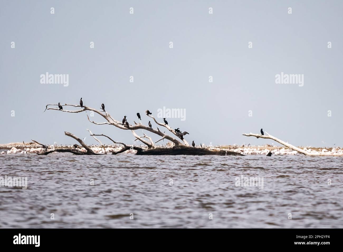 Parc national des zones humides importantes Delta Evros en Thrace Grèce près de Feres et Alexandroupolis Banque D'Images