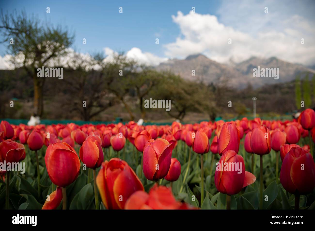 25 mars 2023, Srinagar, Jammu-et-Cachemire, Inde: Les fleurs de tulipes sont vues en fleur pendant une soirée ensoleillée au jardin de tulipes du Mémorial Indira Gandhi à Srinagar. Le jardin Indira Gandhi Memorial Tulip Garden, anciennement Siraj Bagh, possède environ 16 tulipes lakhes dans plus de 68 variétés, qui sont la principale attraction du jardin au printemps au Cachemire, qui marque le début de la haute saison touristique. Les gens affluent vers les alcôves d'amandiers et les jardins de tulipes fleuris du Cachemire. (Credit image: © Idrees Abbas/SOPA Images via ZUMA Press Wire) USAGE ÉDITORIAL SEULEMENT! Non destiné À un usage commercial ! Banque D'Images