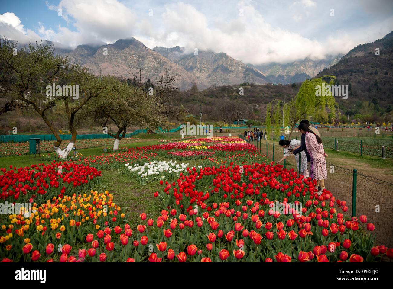 25 mars 2023, Srinagar, Jammu-et-Cachemire, Inde: Touche touristique fleurs de tulipe au jardin de tulipes du Mémorial Indira Gandhi à Srinagar. Le jardin Indira Gandhi Memorial Tulip Garden, anciennement Siraj Bagh, possède environ 16 tulipes lakhes dans plus de 68 variétés, qui sont la principale attraction du jardin au printemps au Cachemire, qui marque le début de la haute saison touristique. Les gens affluent vers les alcôves d'amandiers et les jardins de tulipes fleuris du Cachemire. (Credit image: © Idrees Abbas/SOPA Images via ZUMA Press Wire) USAGE ÉDITORIAL SEULEMENT! Non destiné À un usage commercial ! Banque D'Images