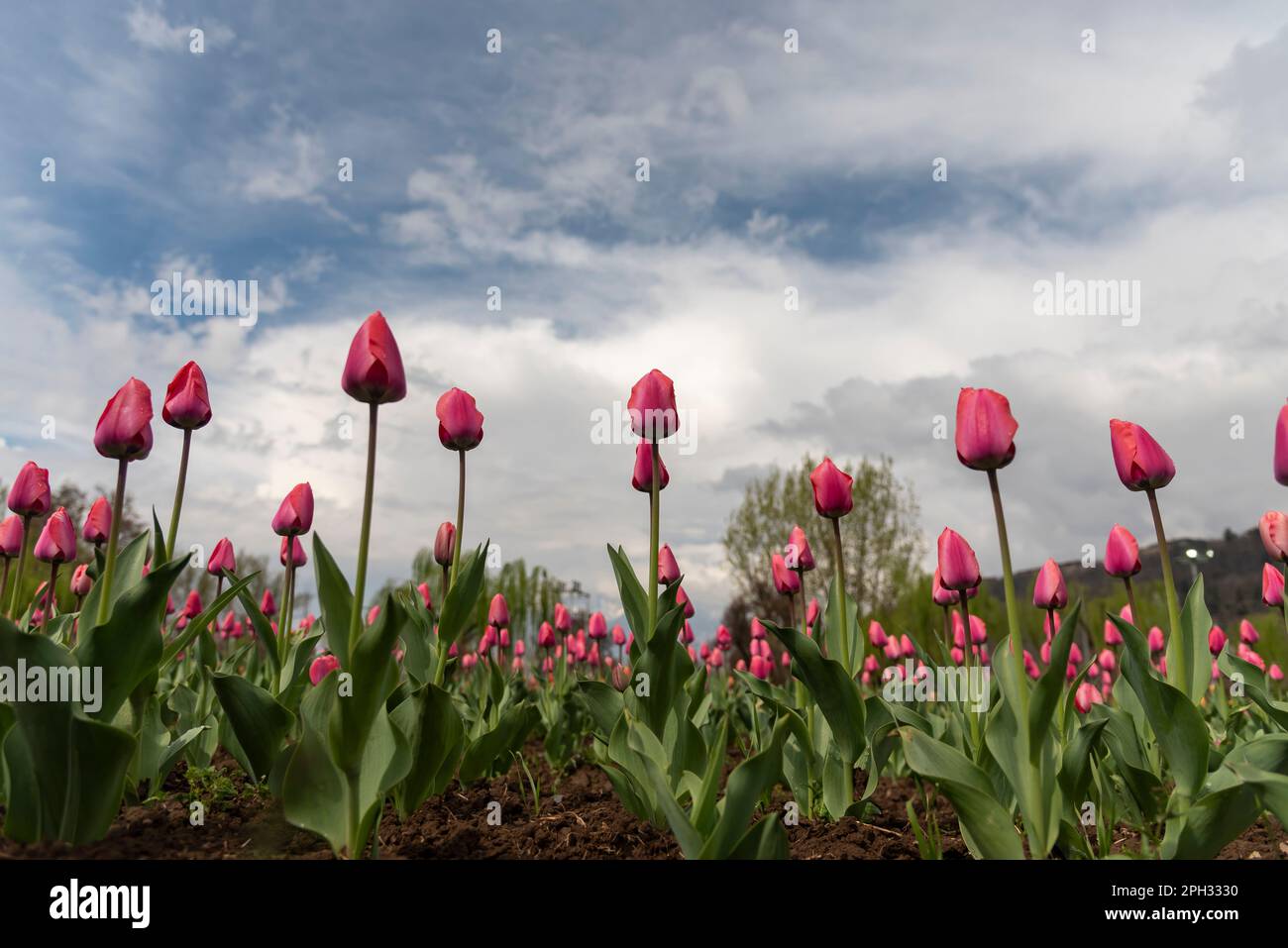 25 mars 2023, Srinagar, Jammu-et-Cachemire, Inde: Les fleurs de tulipes sont vues en fleur pendant une soirée ensoleillée au jardin de tulipes du Mémorial Indira Gandhi à Srinagar. Le jardin Indira Gandhi Memorial Tulip Garden, anciennement Siraj Bagh, possède environ 16 tulipes lakhes dans plus de 68 variétés, qui sont la principale attraction du jardin au printemps au Cachemire, qui marque le début de la haute saison touristique. Les gens affluent vers les alcôves d'amandiers et les jardins de tulipes fleuris du Cachemire. (Credit image: © Idrees Abbas/SOPA Images via ZUMA Press Wire) USAGE ÉDITORIAL SEULEMENT! Non destiné À un usage commercial ! Banque D'Images