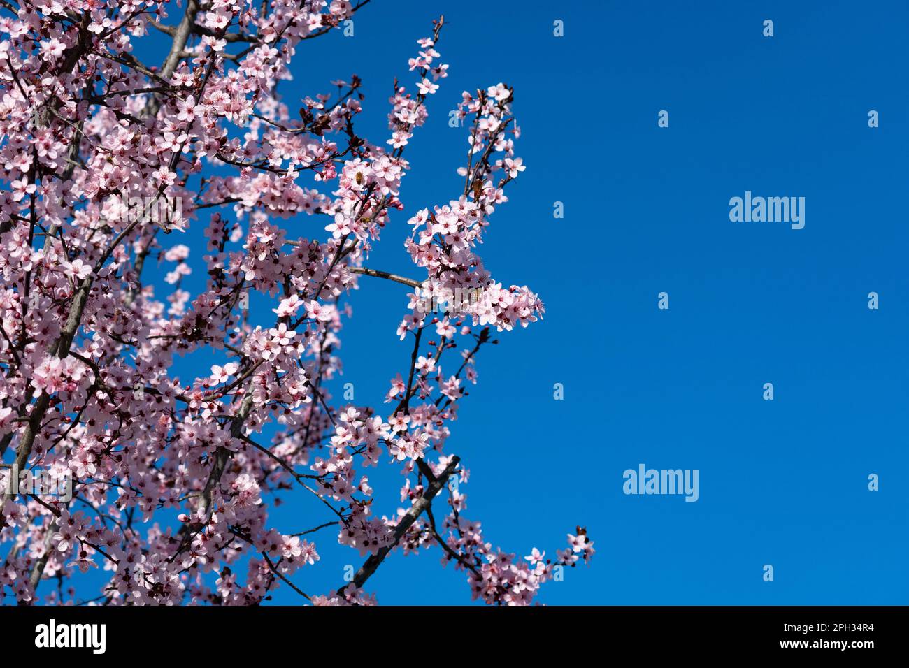 Branches d'arbre, Prunus avium. avec les premières fleurs du printemps Banque D'Images