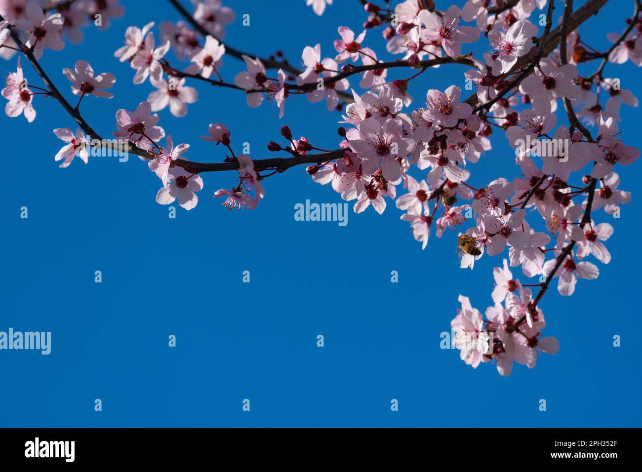 Branches d'arbre, Prunus avium. avec les premières fleurs du printemps Banque D'Images