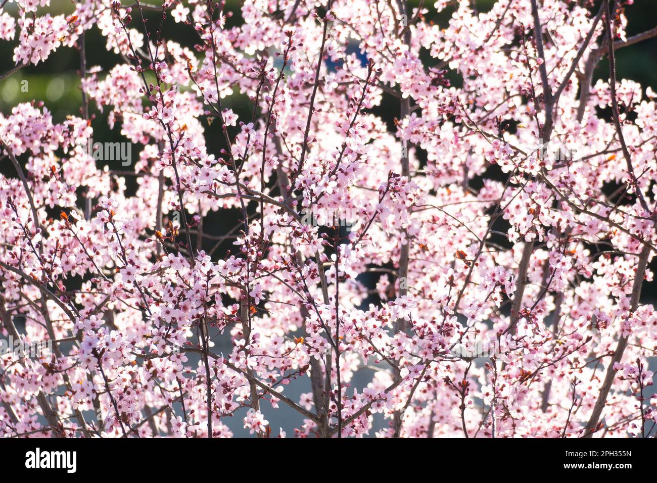 branches d'arbre avec les premières fleurs du printemps Banque D'Images