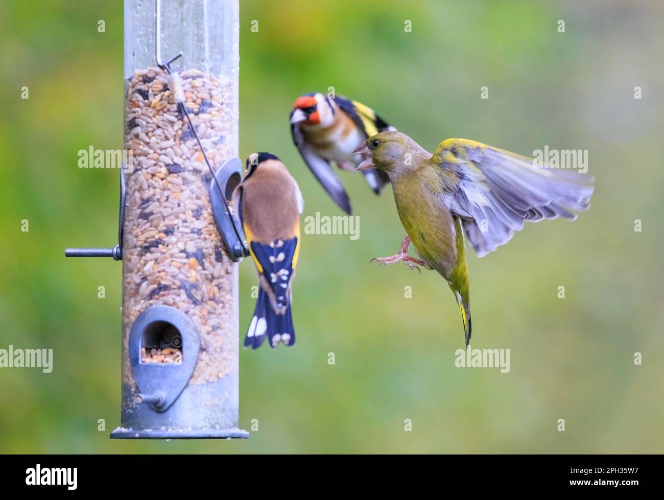 Greenfinch [ Chloris chloris ] lutte avec des orfèvrches européennes [ Carduelis carduelis ] dans le jardin Banque D'Images