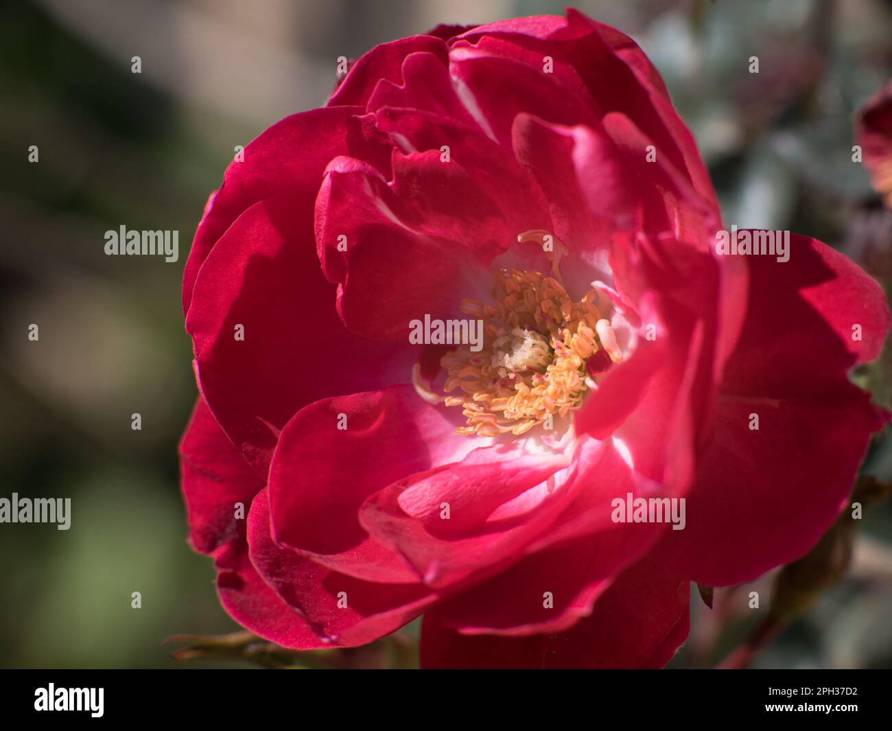 rose mûre de velours rouge Banque D'Images