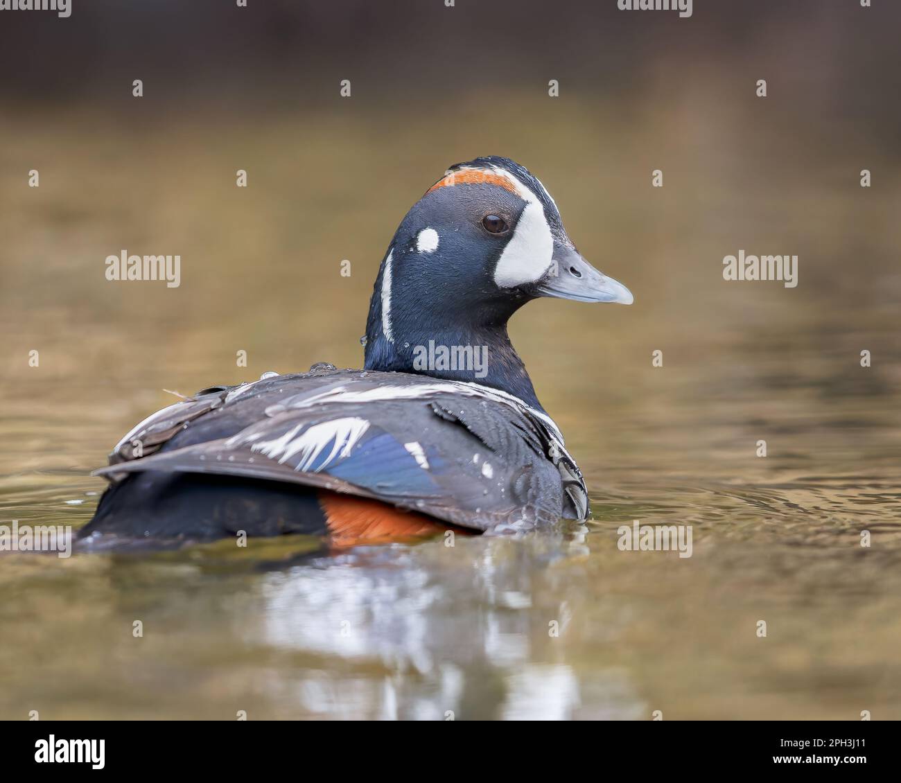 Un Arlequin Duck sur Torrey Creek près de Dubois, Wyoming Banque D'Images