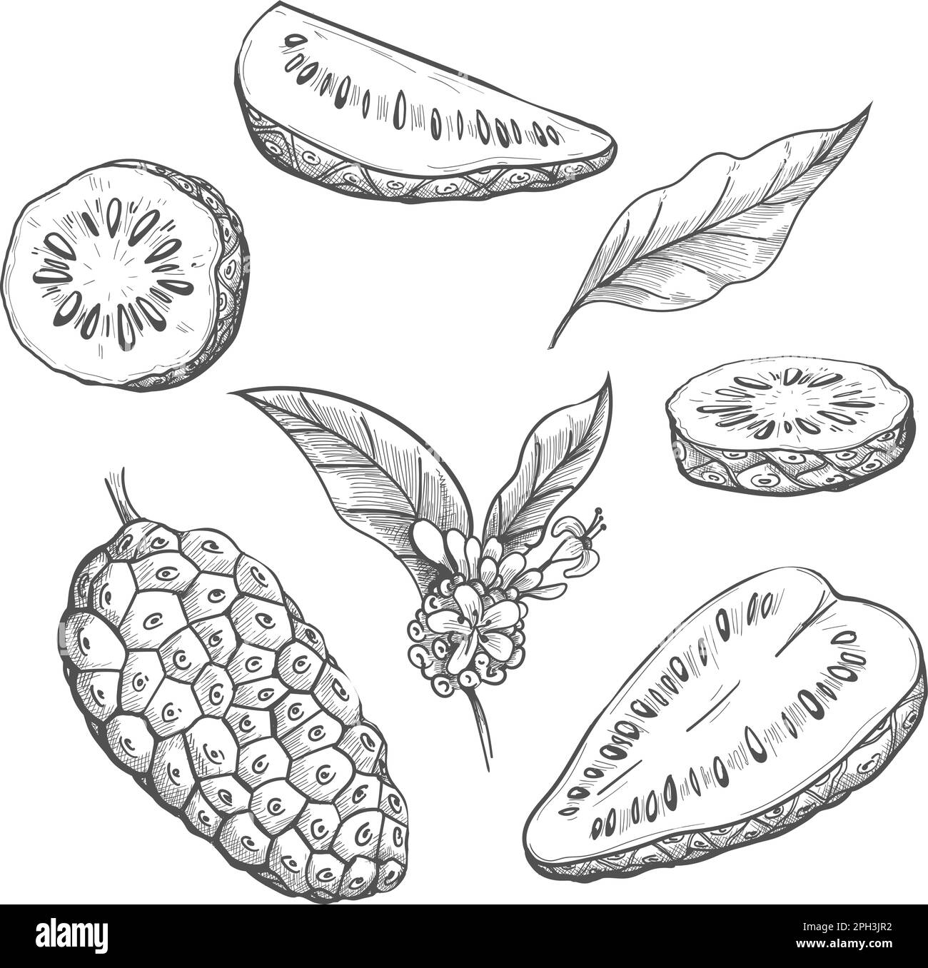 Croquis de fruit Noni Illustration de Vecteur