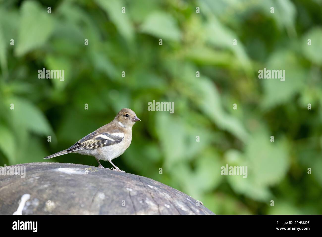 Chaffinch [ Fringilla coelebs ] femelle sur la sculpture de champignons de jardin en bois Banque D'Images