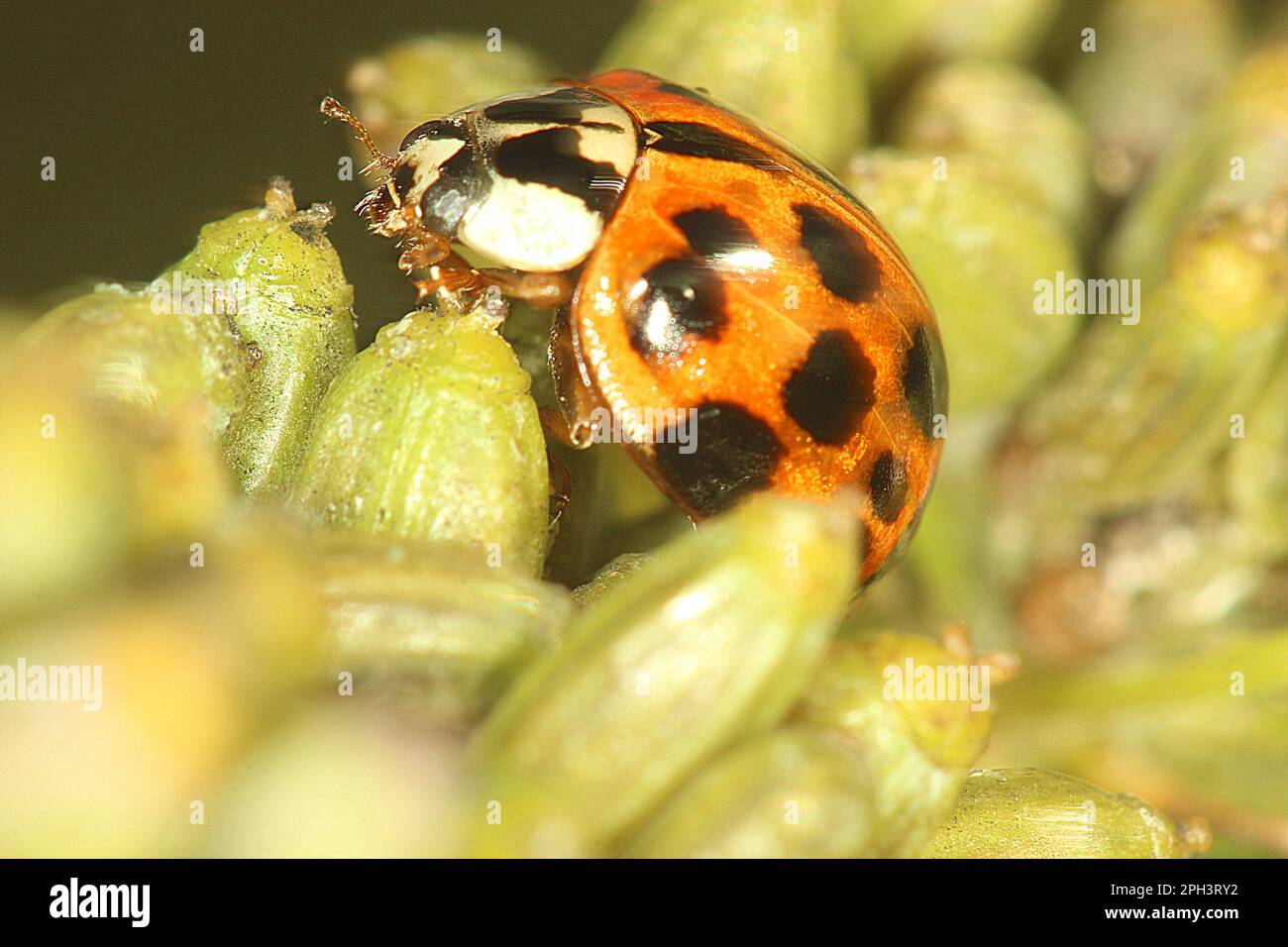 Cycle de vie de l'Arlequin ladybird beelte (Harmonia axyridis) Banque D'Images