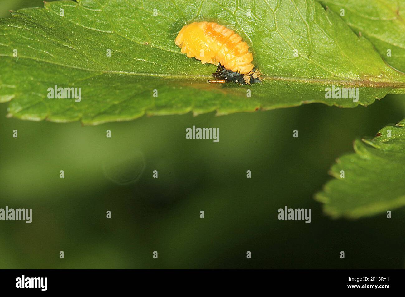Cycle de vie de l'Arlequin ladybird beelte (Harmonia axyridis) Banque D'Images