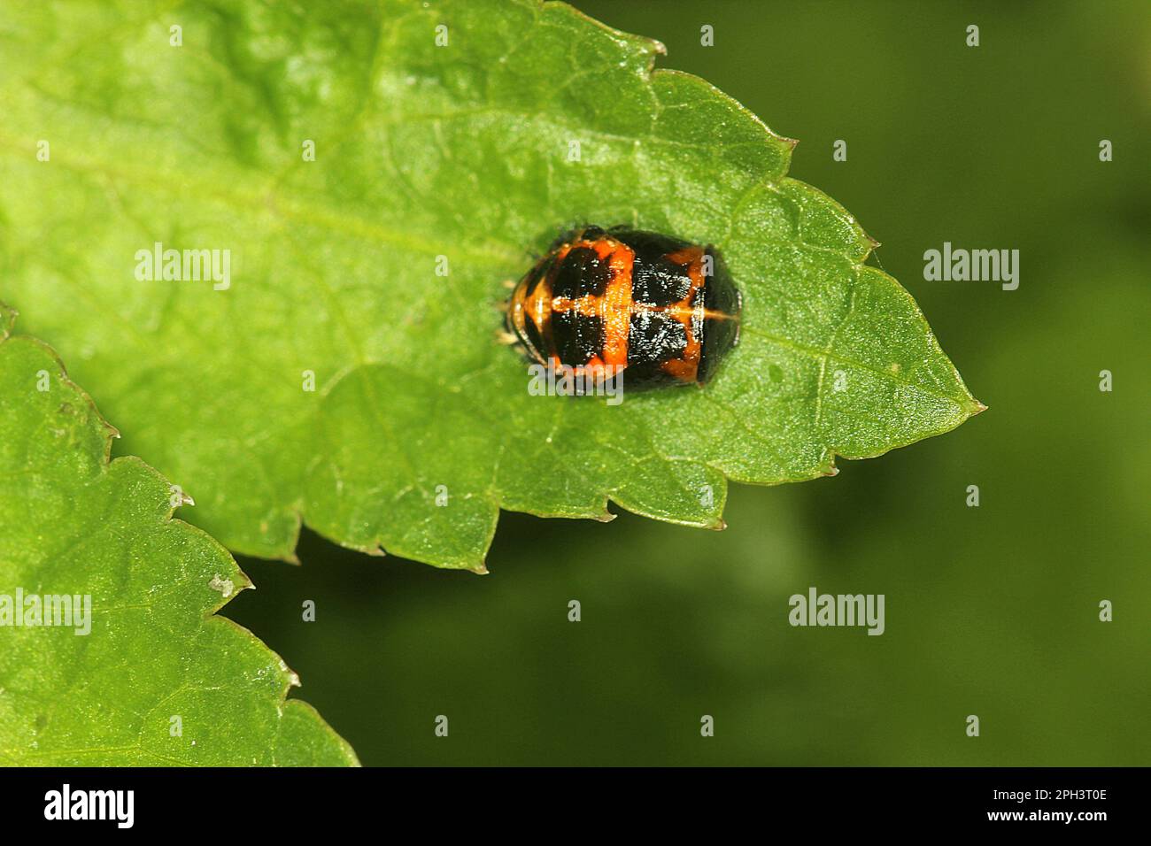 Cycle de vie de l'Arlequin ladybird beelte (Harmonia axyridis) Banque D'Images