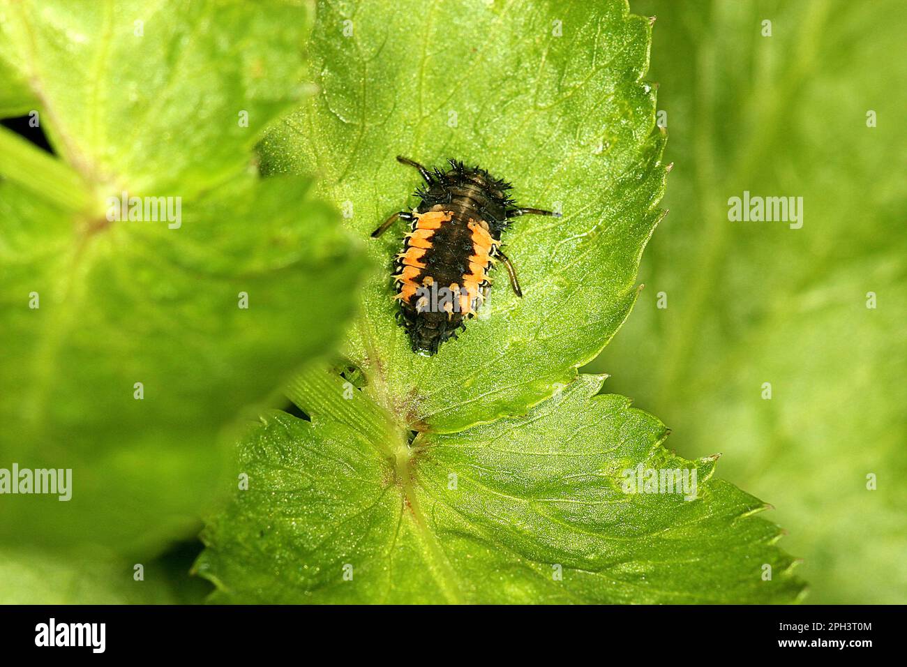 Cycle de vie de l'Arlequin ladybird beelte (Harmonia axyridis) Banque D'Images