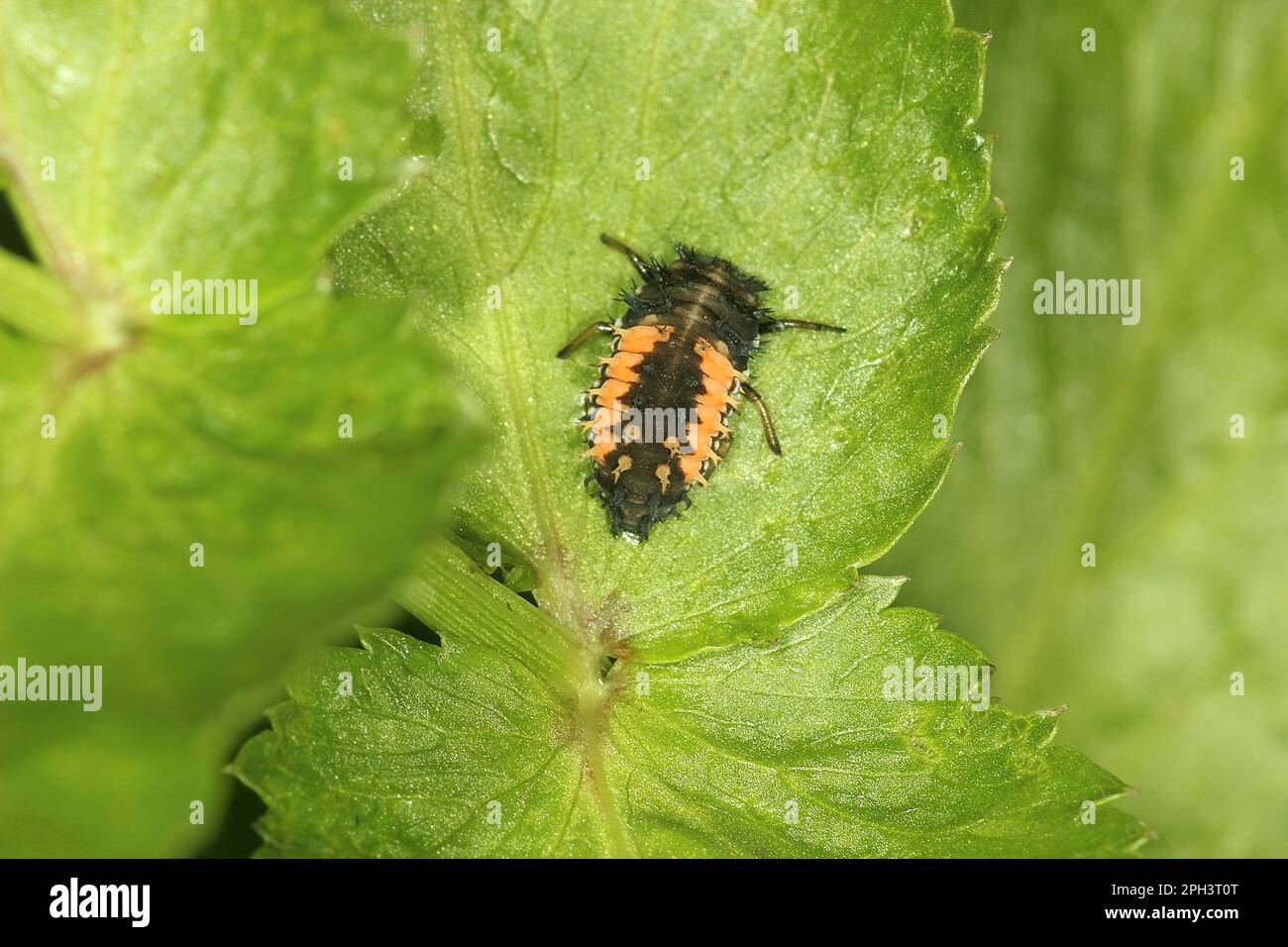 Cycle de vie de l'Arlequin ladybird beelte (Harmonia axyridis) Banque D'Images
