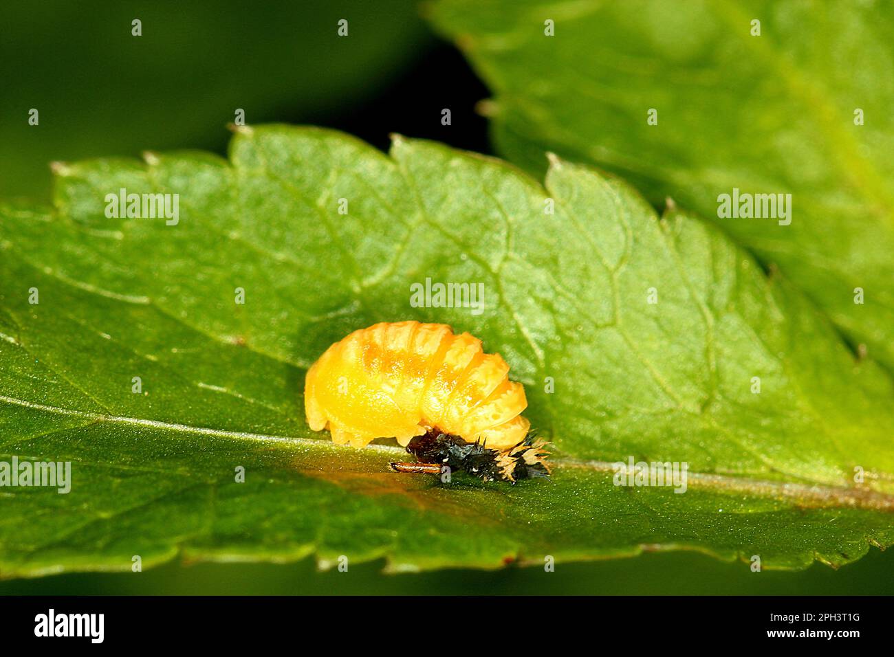 Cycle de vie de l'Arlequin ladybird beelte (Harmonia axyridis) Banque D'Images