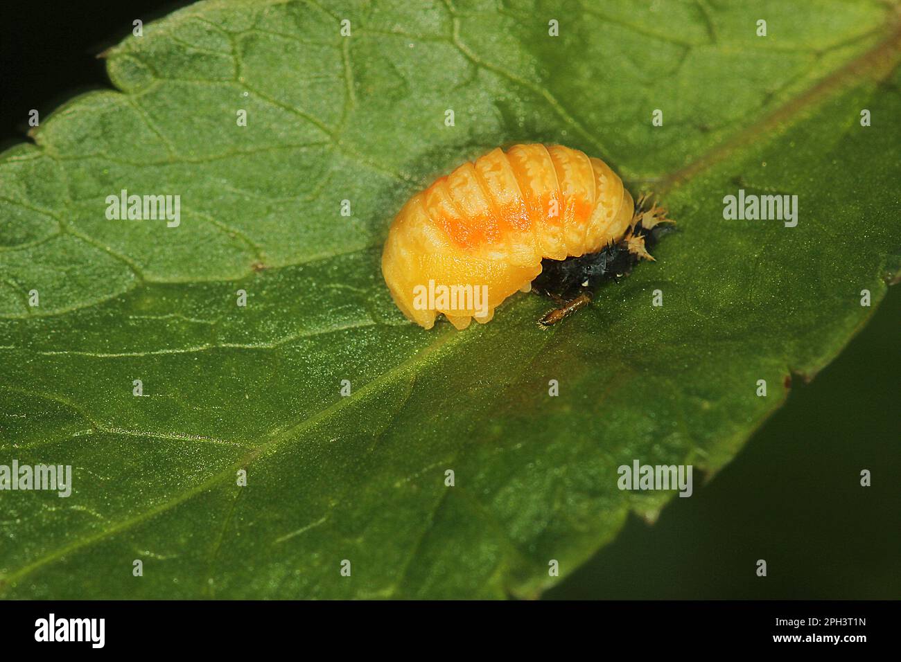 Cycle de vie de l'Arlequin ladybird beelte (Harmonia axyridis) Banque D'Images