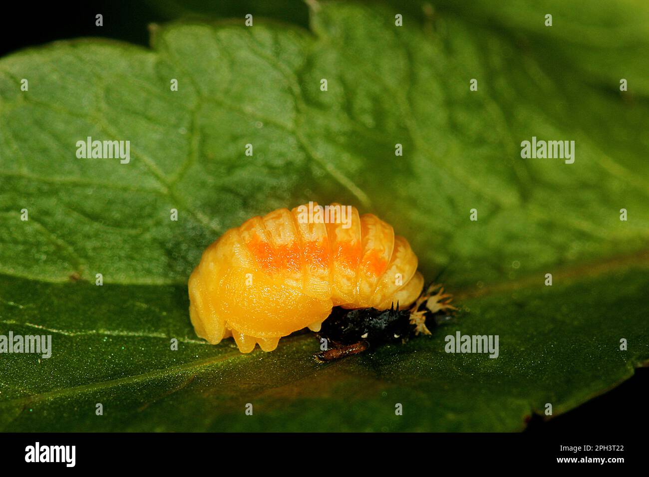 Cycle de vie de l'Arlequin ladybird beelte (Harmonia axyridis) Banque D'Images