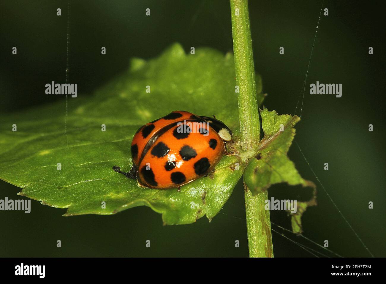 Cycle de vie de l'Arlequin ladybird beelte (Harmonia axyridis) Banque D'Images