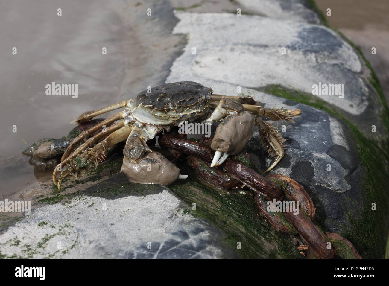 Le crabe chinois Mitten (Eriocheir sinensis) a introduit des espèces, adultes, sur la chaîne rouillée à la rive, River Thames, Londres, Angleterre, Royaume-Uni Banque D'Images