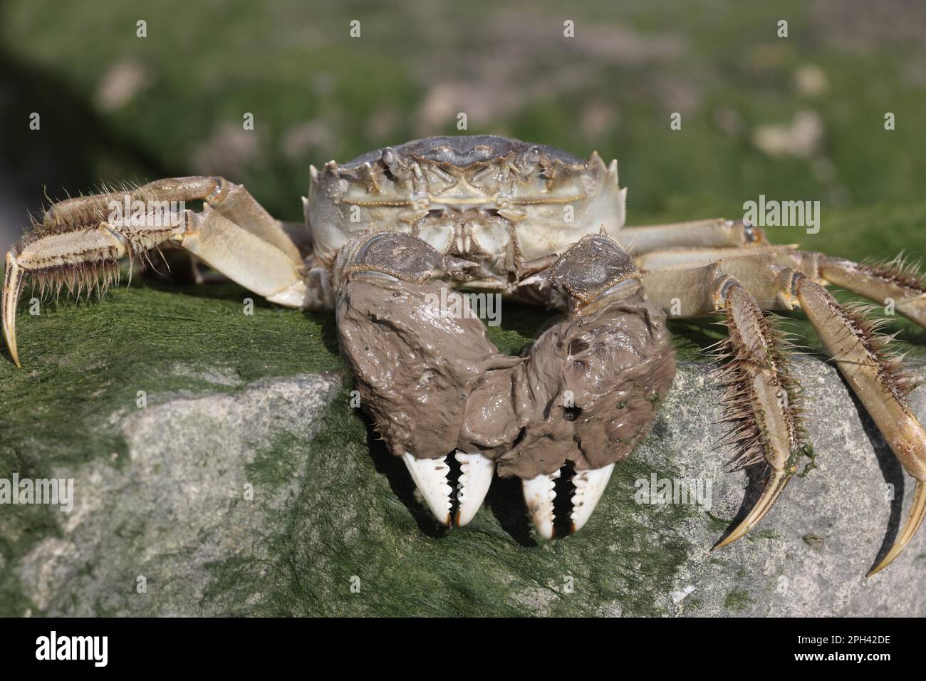 Le crabe chinois Mitten (Eriocheir sinensis) introduit des espèces, adultes, avec de la boue sur les griffes, sur la rive, la Tamise, Londres, Angleterre, Royaume-Uni Banque D'Images