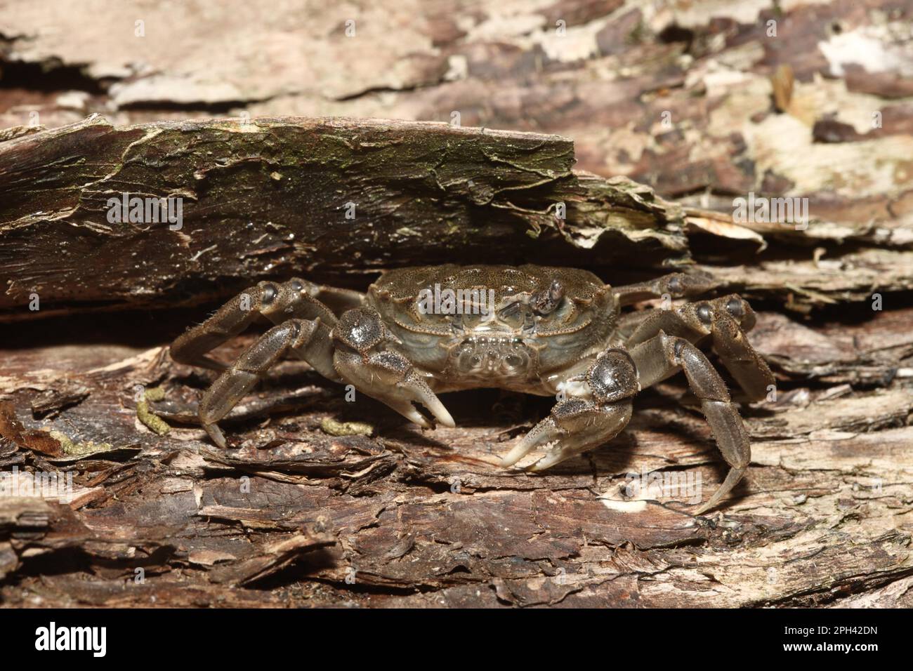 Espèce introduite par le crabe chinois (Eriocheir sinensis), adulte, Tamise, Londres, Angleterre, Royaume-Uni Banque D'Images