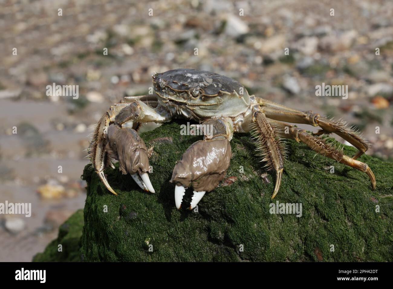 Le crabe chinois (Eriocheir sinensis) introduit des espèces, adultes, sur la rive, la Tamise, Londres, Angleterre, Royaume-Uni Banque D'Images