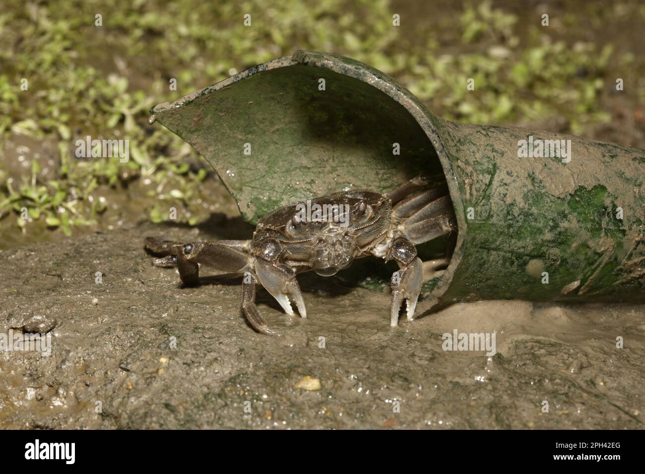 Le crabe chinois Mitten (Eriocheir sinensis) introduit des espèces, adultes, en bouteille brisée, River Thames, Londres, Angleterre, Royaume-Uni Banque D'Images