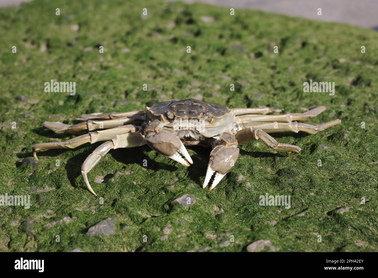 Le crabe chinois (Eriocheir sinensis) introduit des espèces, adultes, sur la rive, la Tamise, Londres, Angleterre, Royaume-Uni Banque D'Images