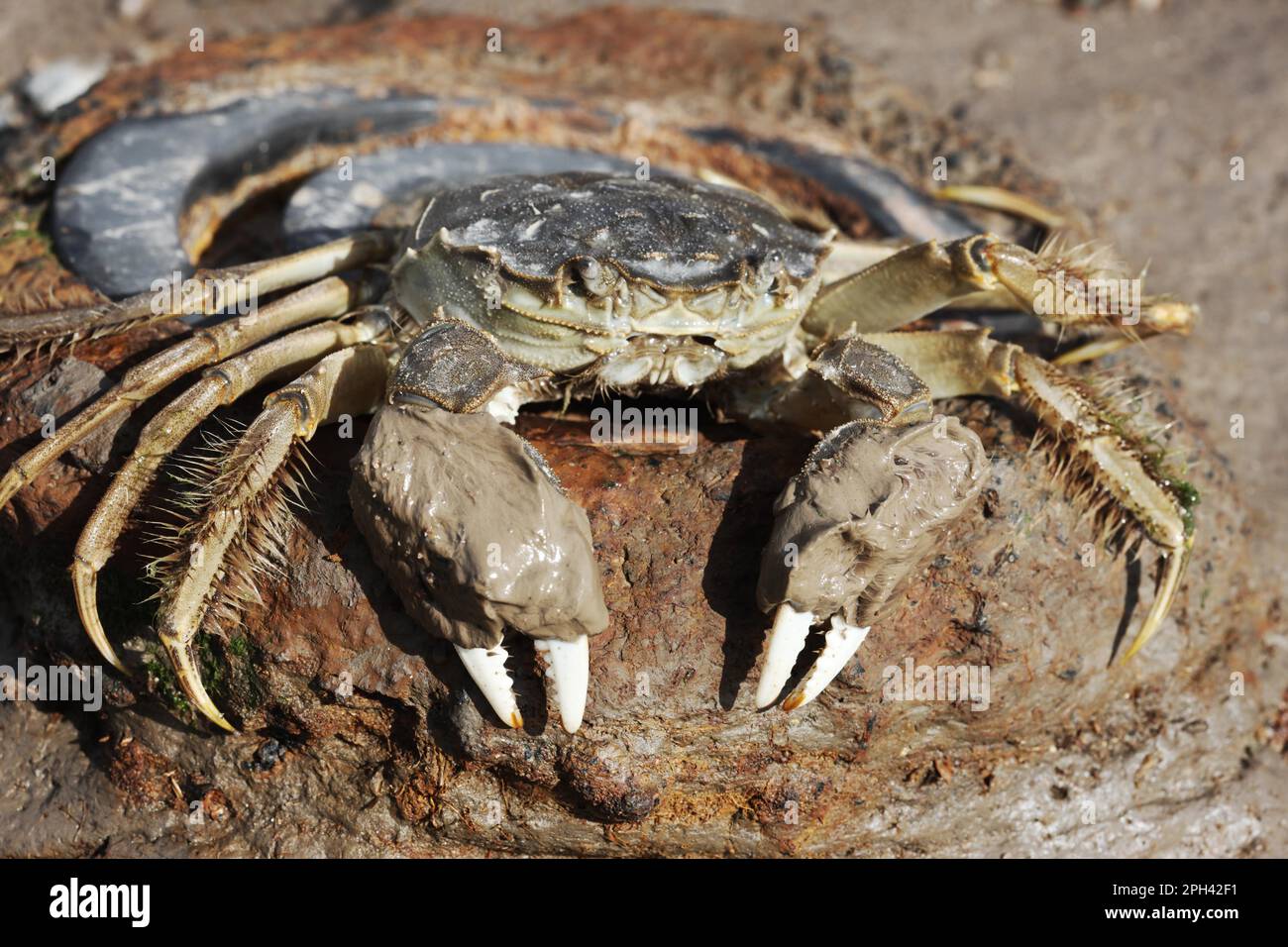 Le crabe chinois Mitten (Eriocheir sinensis) introduit des espèces, adultes, avec de la boue sur les griffes, sur la rive, la Tamise, Londres, Angleterre, Royaume-Uni Banque D'Images