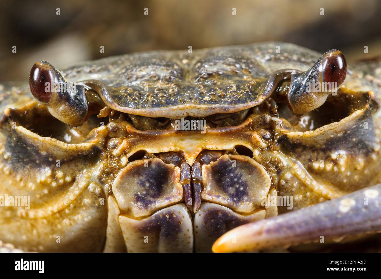 Crabe d'eau douce (Potamon fluviatilis) adulte, gros plan du visage, Toscane, Italie Banque D'Images