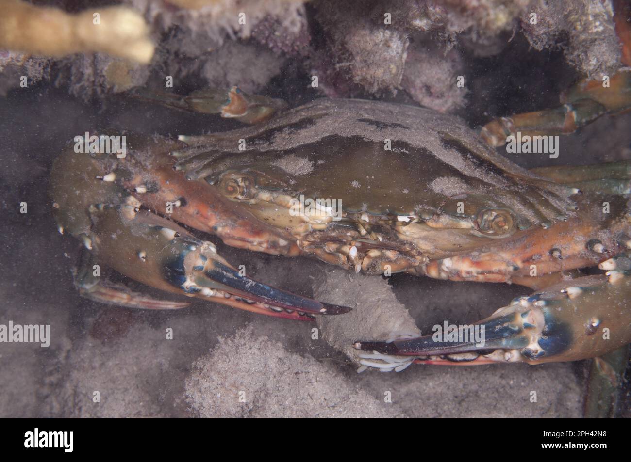 Crabe à cuillère à scie (Etisus utilis) adulte, se nourrit de nuit du concombre de mer sensible à la lumière (Holothuria impatiens), île de Lembata, Solor Banque D'Images