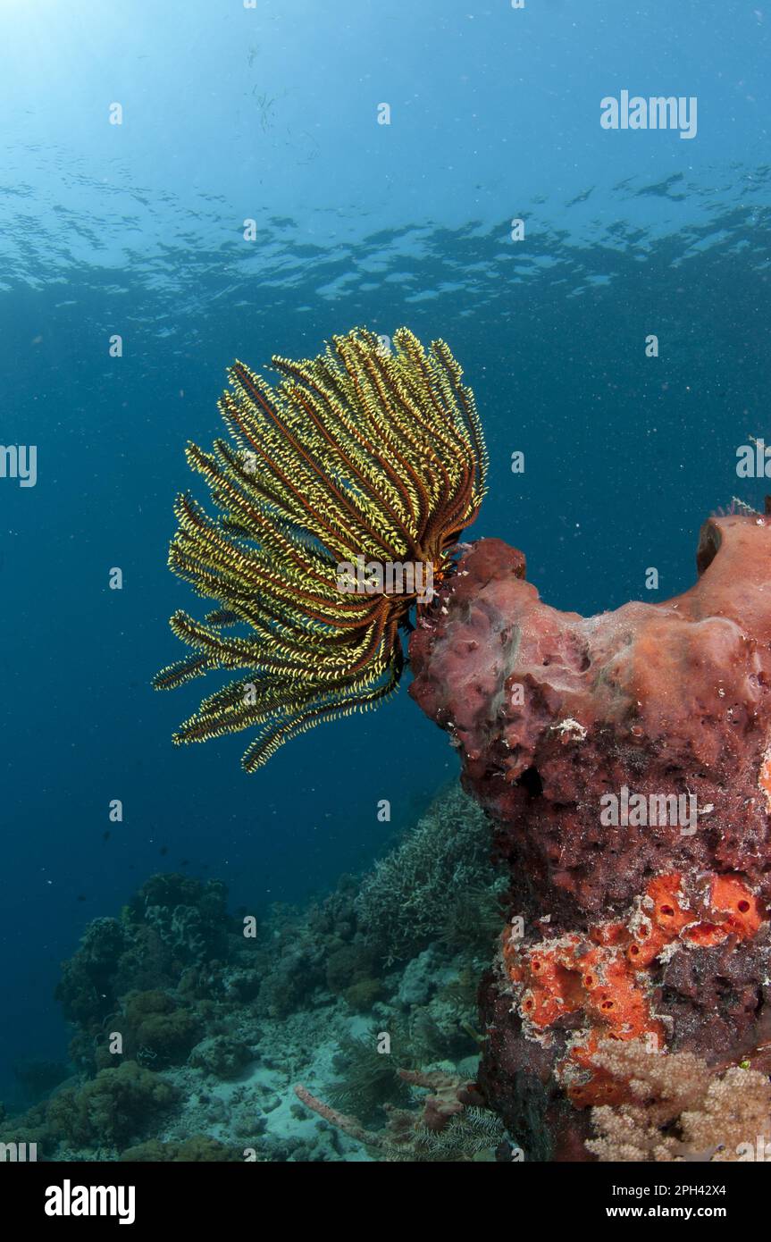 Étoile de plume (spéc. De CrinoIdea) Sur éponge dans l'habitat du récif, île Pantar, Archipel d'Alor, îles de Lesser Sunda, Indonésie Banque D'Images