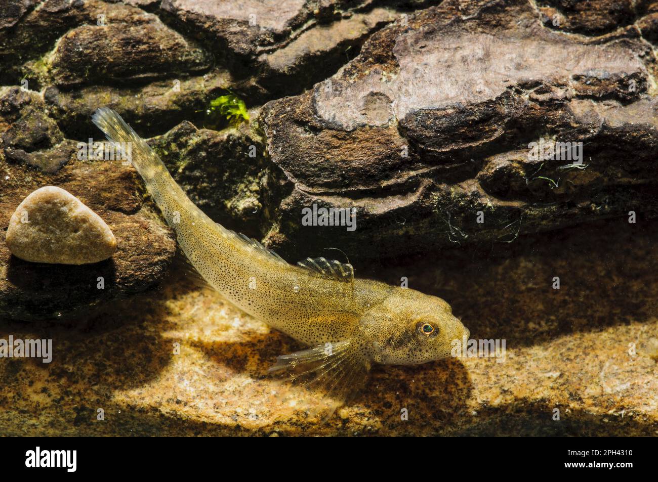 Tête de taureau adulte (Cottus gobio) reposant sur des roches, Sowerby, North Yorkshire, Angleterre, juin (le sujet a été contrôlé dans le bassin spécial de la photo) (in Banque D'Images