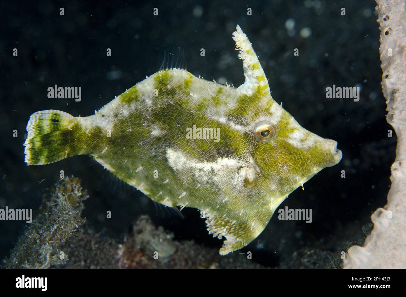 Corégone (Acreichthys tomentosus) adulte, baignade, détroit de Lembeh, Sulawesi, îles Sunda, Indonésie Banque D'Images