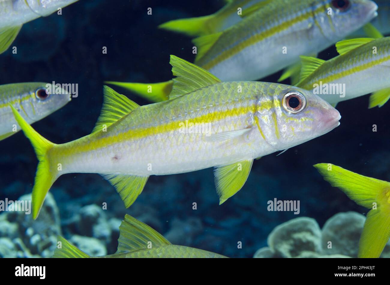 Poissons-nageoires jaunes (Mulloidichthys vanicolensis) adultes, baignade dans les bancs, île de Nyata, îles Barat Daya, îles Lesser Sunda, Indonésie Banque D'Images