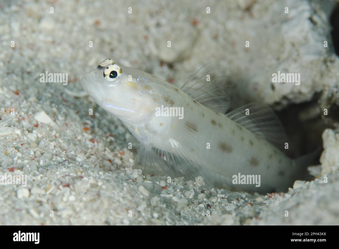 Gobie sauvage de crevettes (Ctenogobiops feroculus) adulte, à l'entrée du terrier, île Tatawa Besar, entre les îles Komodo et Flores, Komodo N. P. Banque D'Images