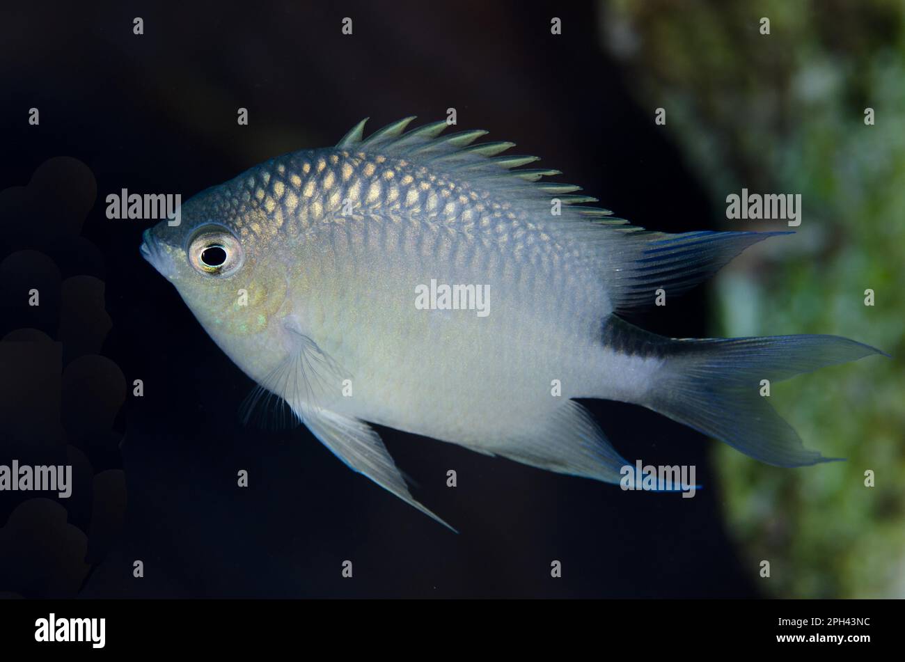 Spiny chromis damégoïste (Acanthochromis polyacanthus), Swallowtail damégoïste, Daméthose, autres animaux, poisson, Animaux, Spity Chromis adulte Banque D'Images