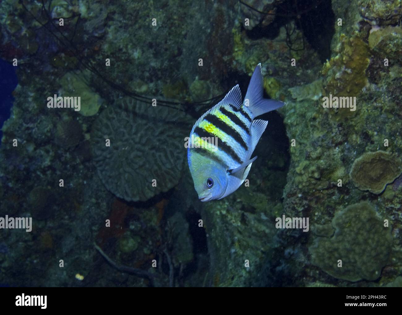 Sergeant à rayures, sergents à rayures, Daméton, autres animaux, poisson, Animaux, séchant majeur (Abudefduf saxatilis) adulte, nageant à côté du corail Banque D'Images