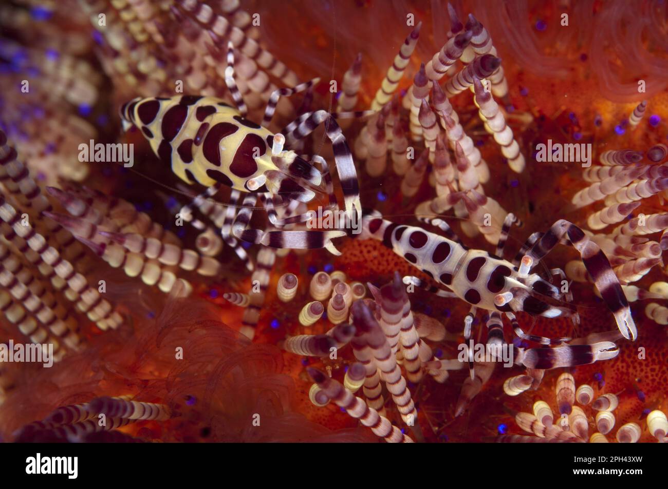 Crevettes Coleman (Periclilènes colemani), paire adulte, sur l'oursin à feu variable (Asthenosoma varium), île d'Ambon, îles de Maluku, mer de Banda, Indonésie Banque D'Images