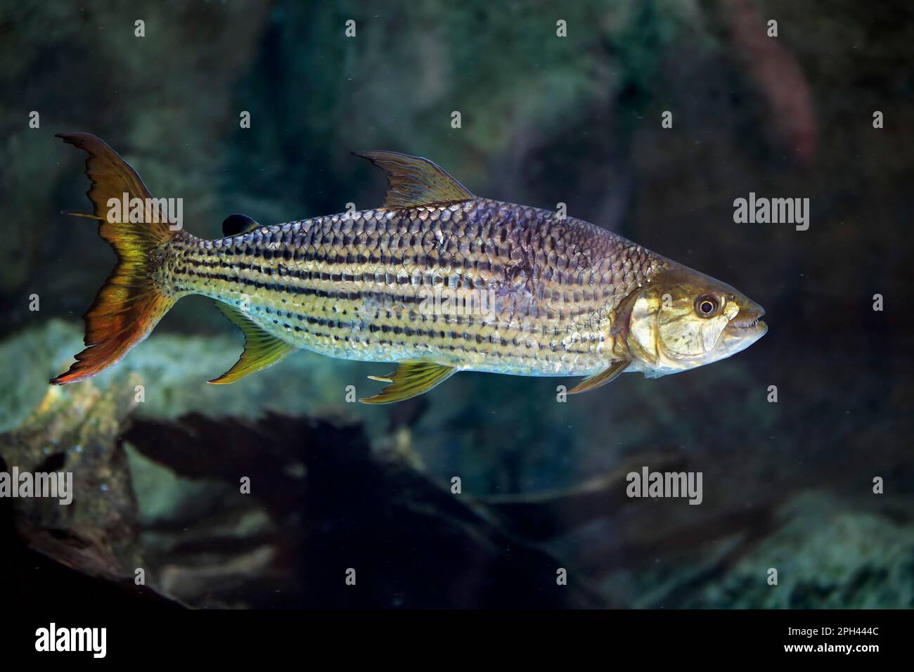 Arowana africaine (Heterotis niloticus), poisson poney, captif, Singapour Banque D'Images