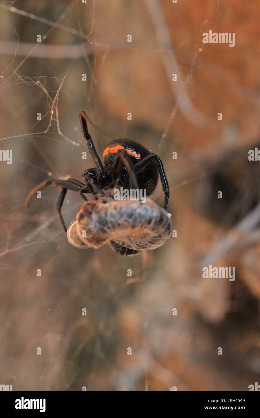 Fausse veuve noire Banque de photographies et d’images à haute résolution Alamy