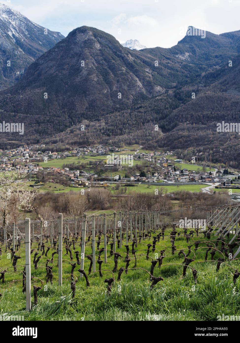 Le vignoble les Granges surplombe la ville de Fenis et son château sous les montagnes enneigées des alpes. Vallée d'Aoste, Italie Banque D'Images
