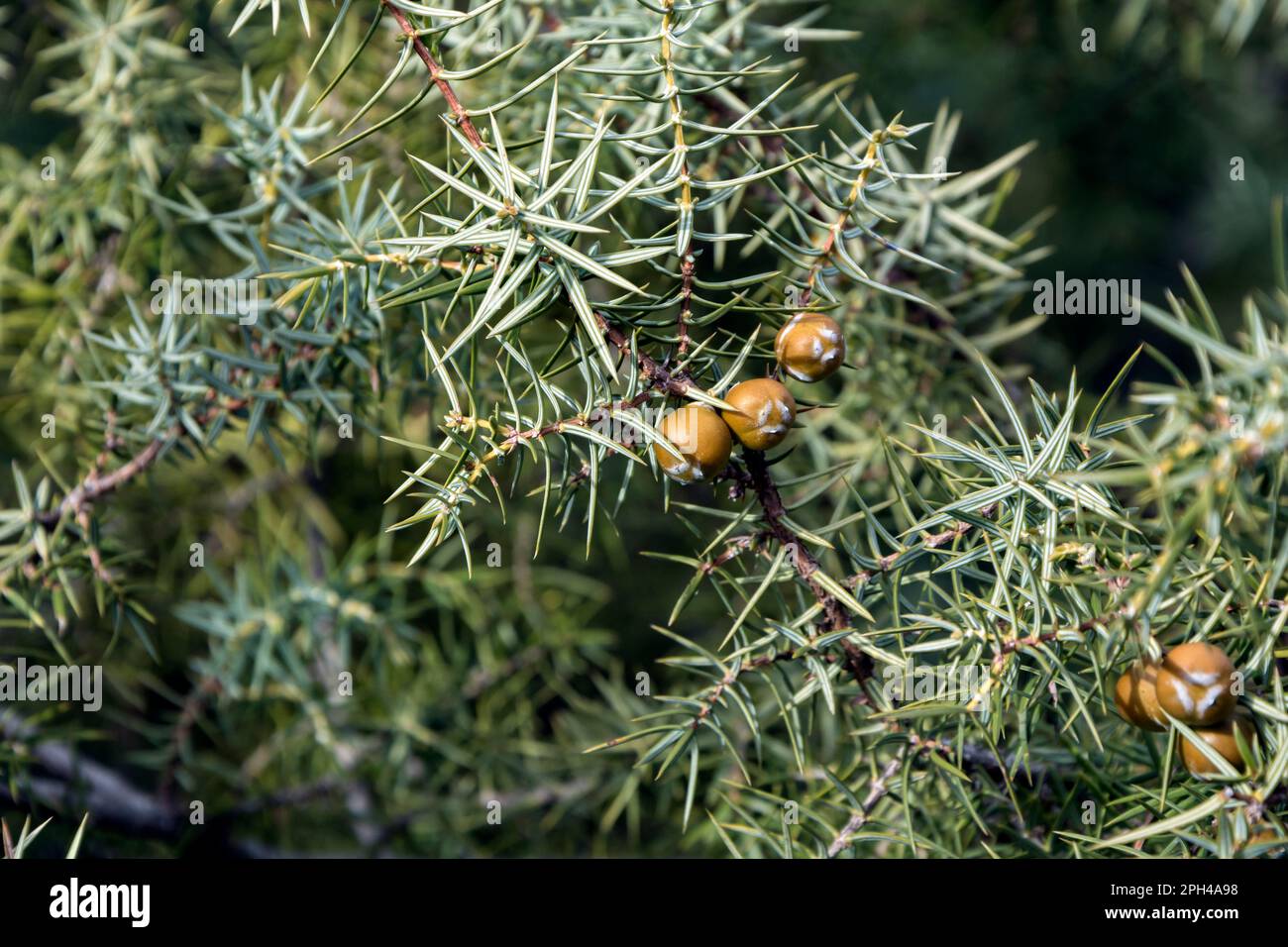 Un gros plan de branches et de fruits de Cade (Juniperus oxycedrus). Image horizontale avec mise au point sélective, arrière-plan flou et espace de copie Banque D'Images