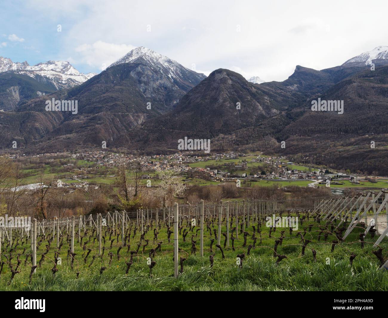 Le vignoble les Granges surplombe la ville de Fenis et son château sous les montagnes enneigées des alpes. Vallée d'Aoste, Italie Banque D'Images