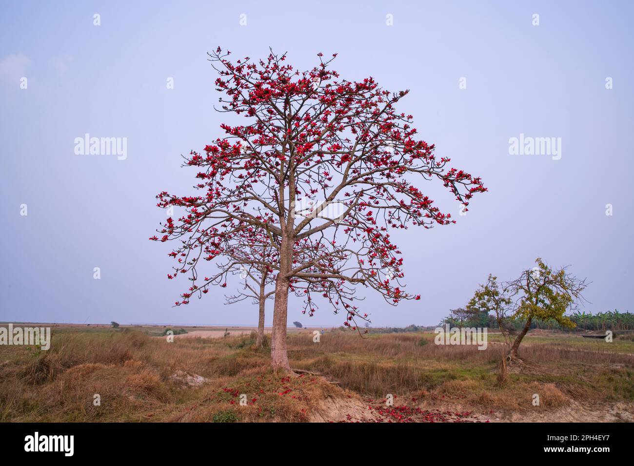 Bombax ceiba avec fleurs rouges dans le champ sous le ciel bleu Banque D'Images