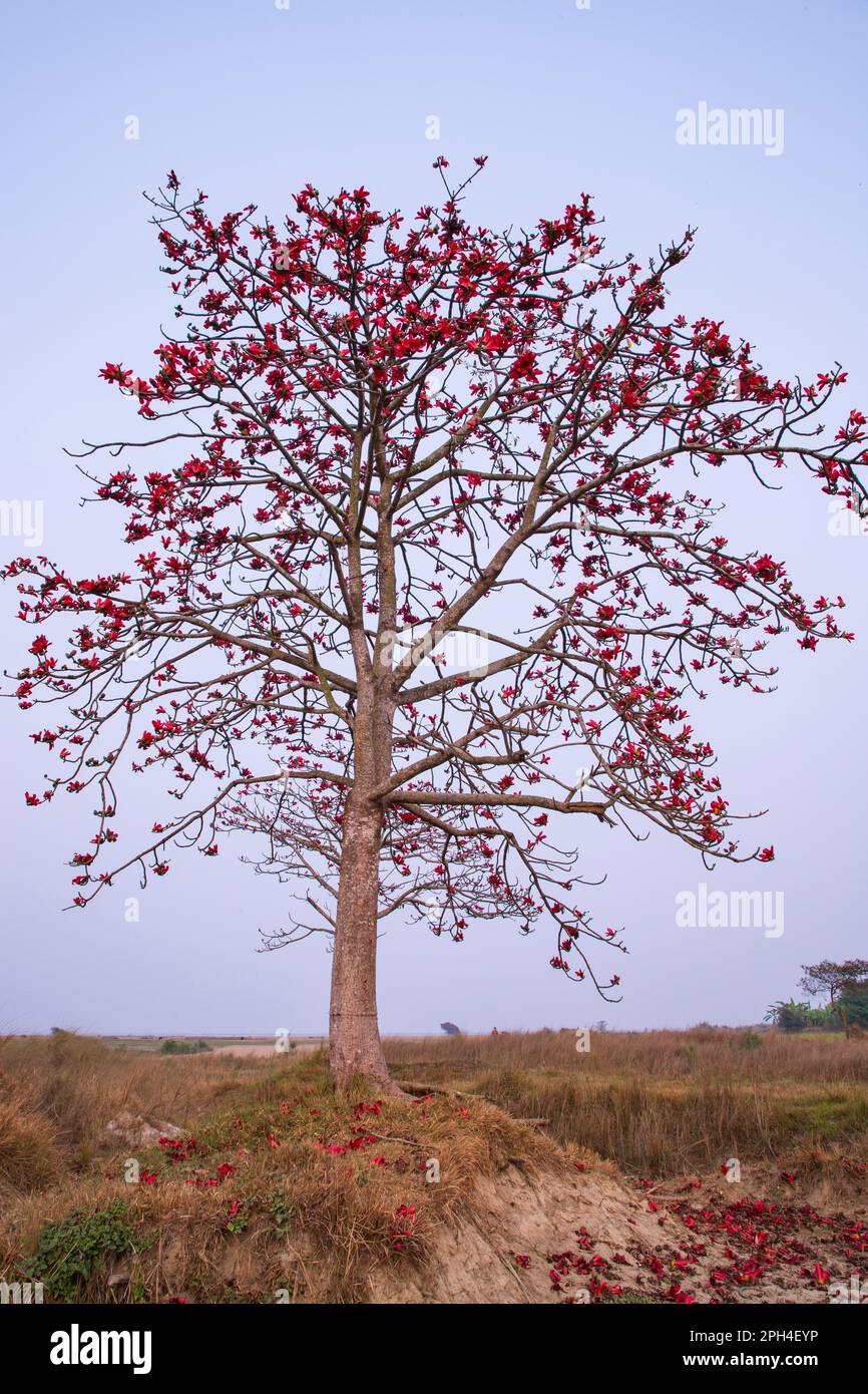 Bombax ceiba avec fleurs rouges dans le champ sous le ciel bleu Banque D'Images