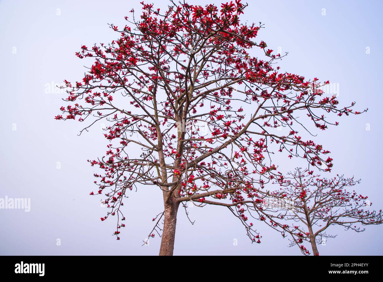 Bombax ceiba avec fleurs rouges dans le champ sous le ciel bleu Banque D'Images