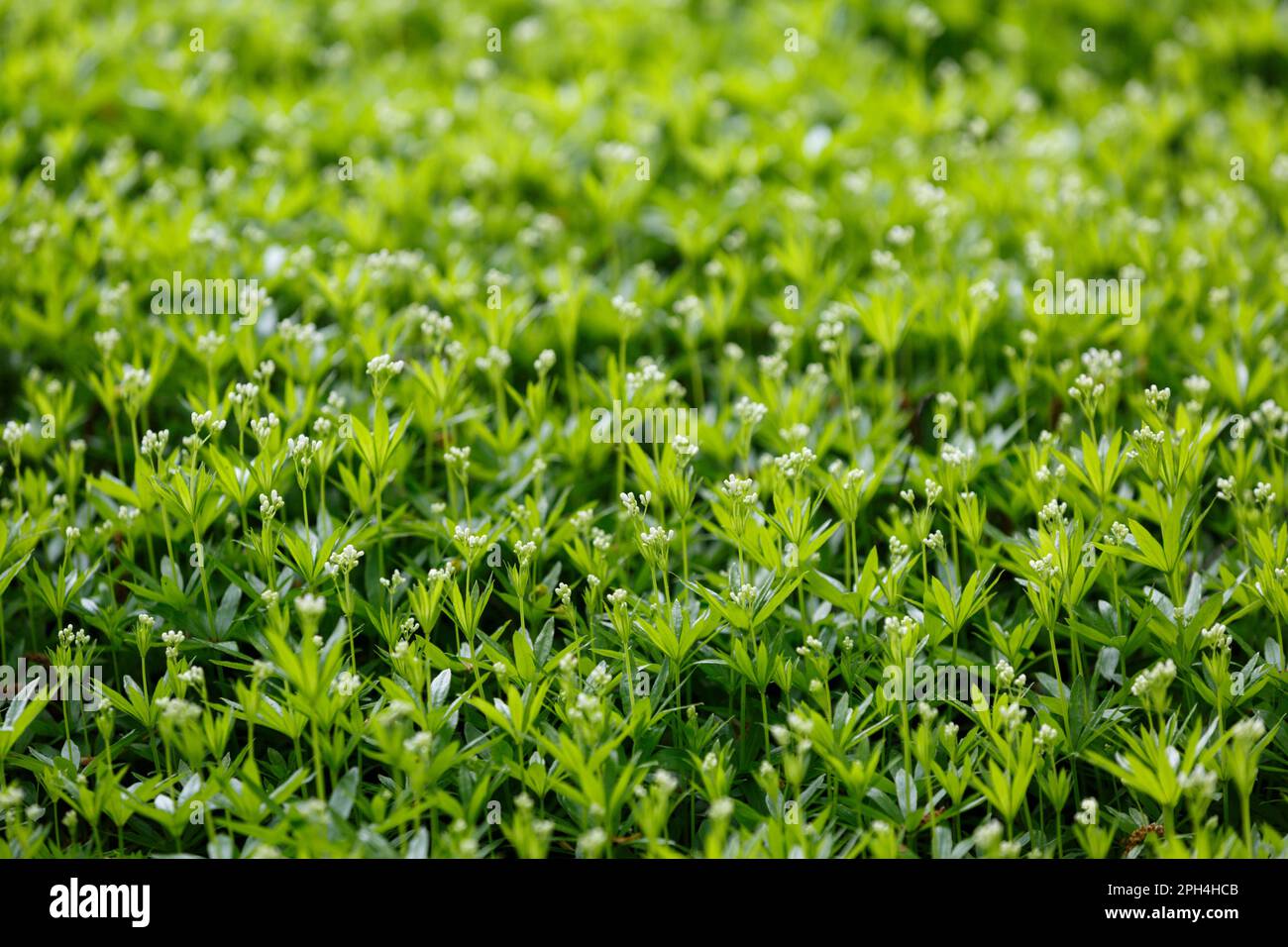 Galium odoratum, paille de lit douce. Fleurs blanches douces et fraîches dans le bois de source Banque D'Images
