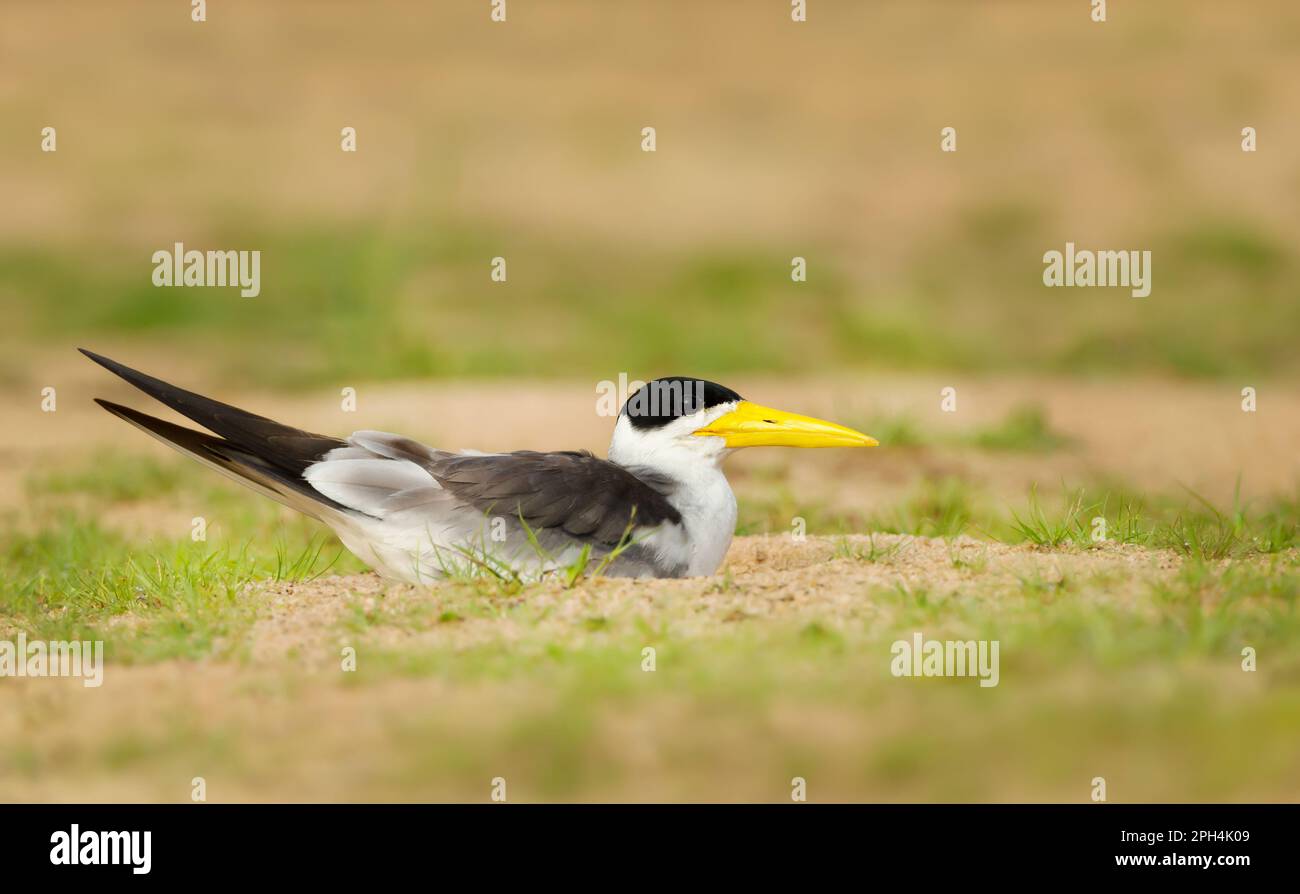 Close up of a yellow-billed tern sur une rive du fleuve, Pantanal, Brésil. Banque D'Images