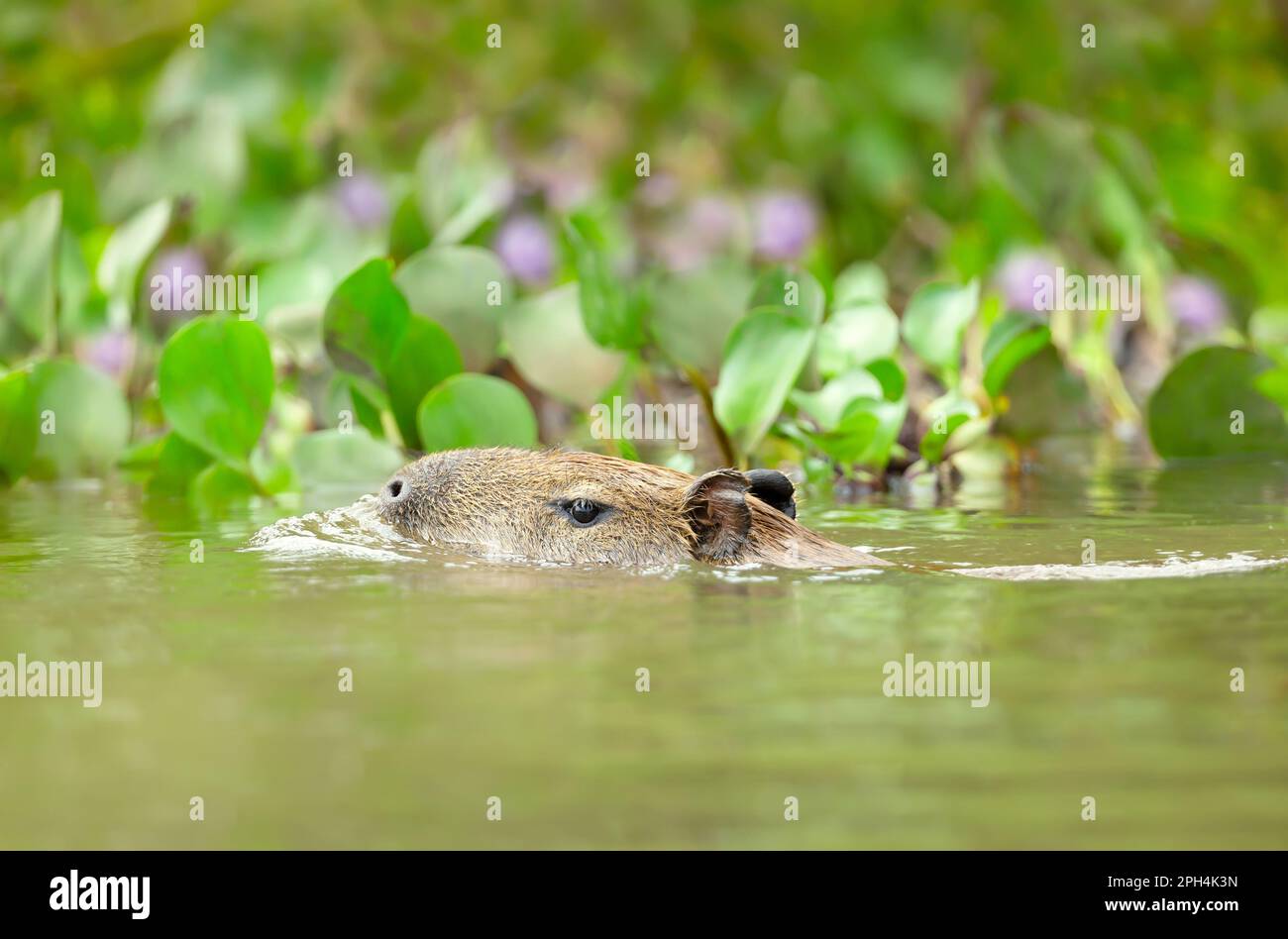 Nage de capybara dans une rivière, Pantanal du Sud, Brésil. Banque D'Images